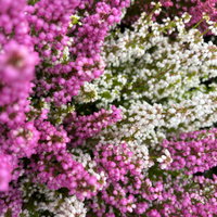 Glockenheide 'Duo', rosa-weiß, Topf-Ø 11 cm, 6 Pflanzen Glockenheide 'Duo', rosa-weiß, Topf-Ø 11 cm, 6 Pflanzen
