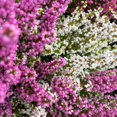 Glockenheide 'Duo', rosa-weiß, Topf-Ø 11 cm, 6 Pflanzen Glockenheide 'Duo', rosa-weiß, Topf-Ø 11 cm, 6 Pflanzen