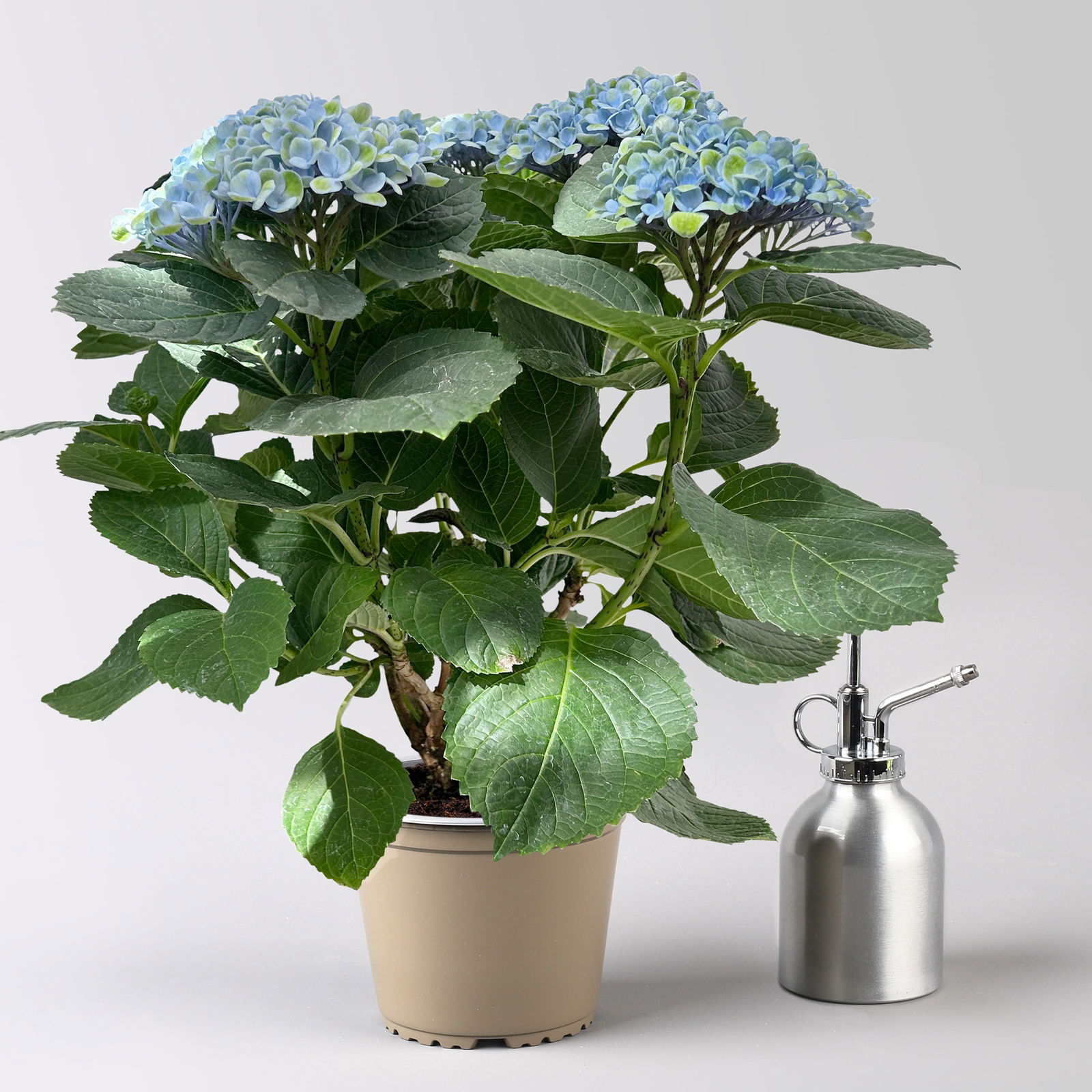 Hortensie 'Magical Revolution®' blau, Topf-Ø 14cm