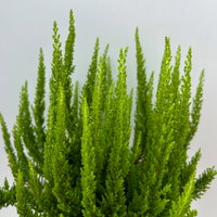 Besenheide SKYLINE®, grün, Topf-Ø 11 cm, 6 Pflanzen Besenheide SKYLINE®, grün, Topf-Ø 11 cm, 6 Pflanzen