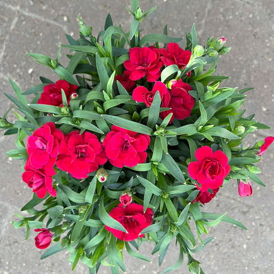 Nelke 'Oscar®', Farbe zufällig, Topf-Ø 14 cm, 4 Pflanzen