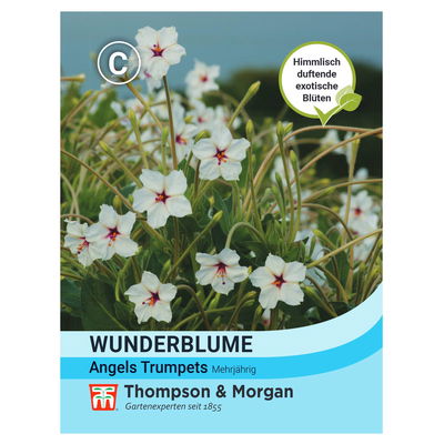 Blumensamen, Wunderblume 'Angels Trumpets', weiß, 15 Stück Blumensamen, Wunderblume 'Angels Trumpets', weiß, 15 Stück
