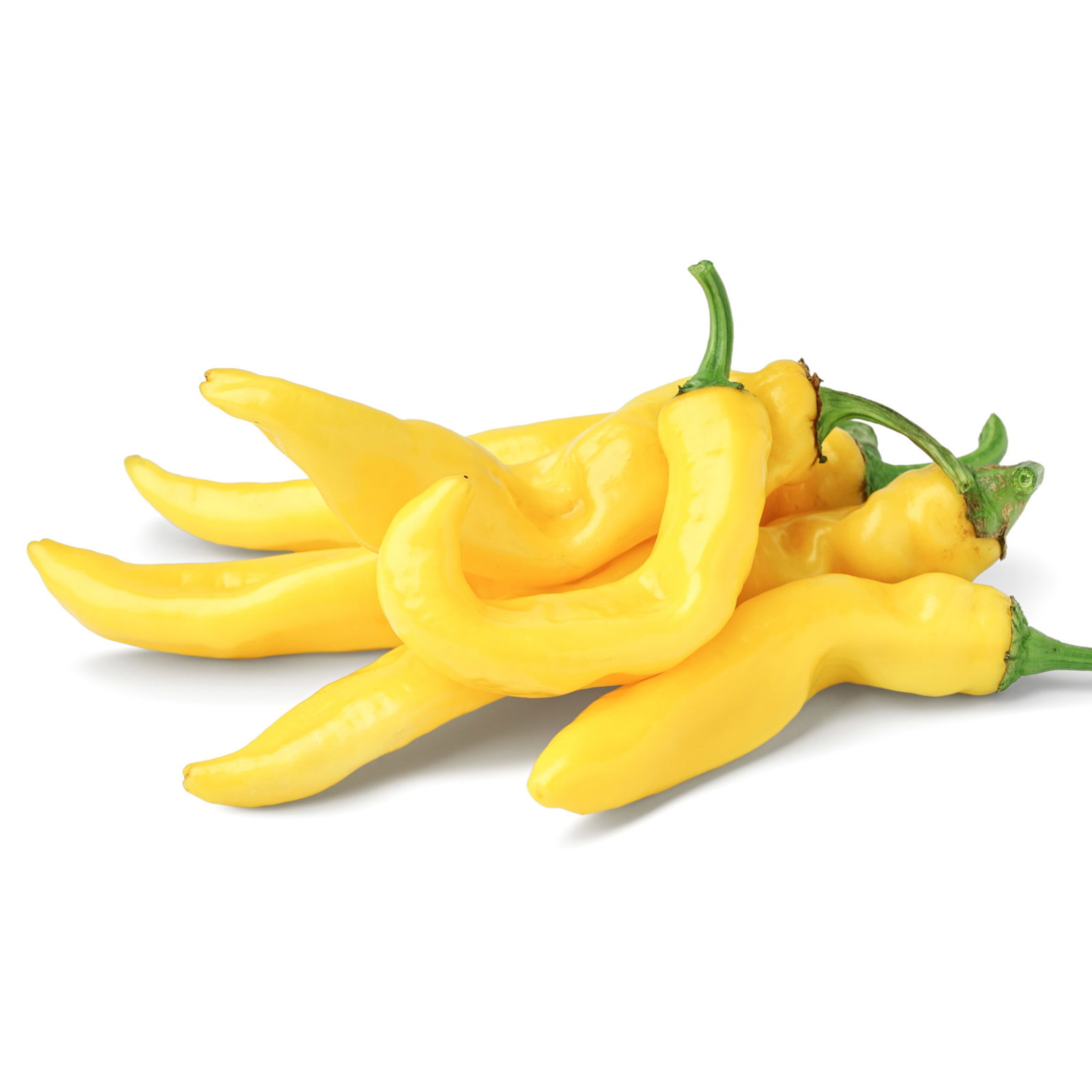 Bio Peperoni 'Gelbes Rüsselchen', Topf-Ø 12 cm, 3 Pflanzen