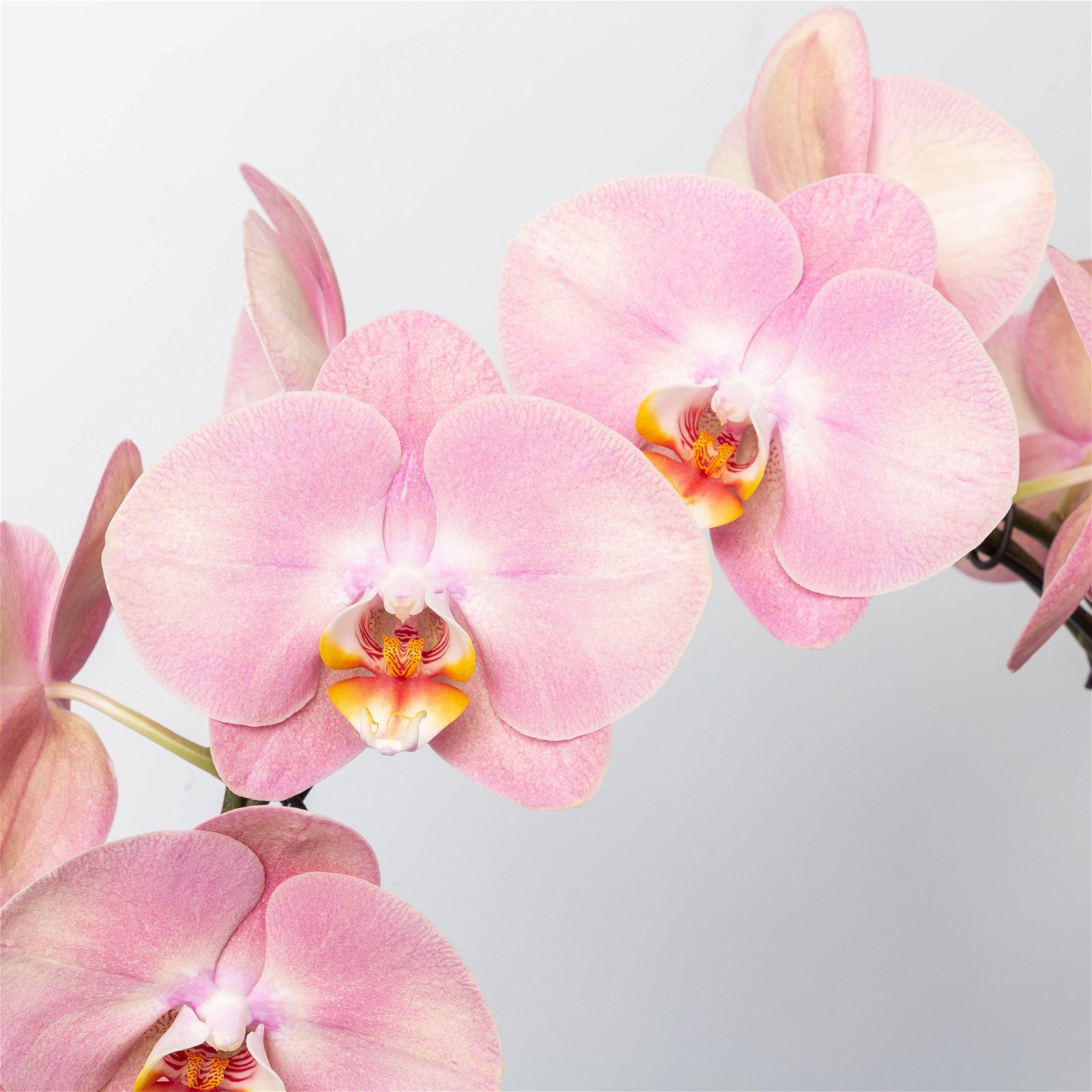 Schmetterlingsorchidee, pink, Bogen, Topf-Ø 12 cm, Höhe ca. 45 cm