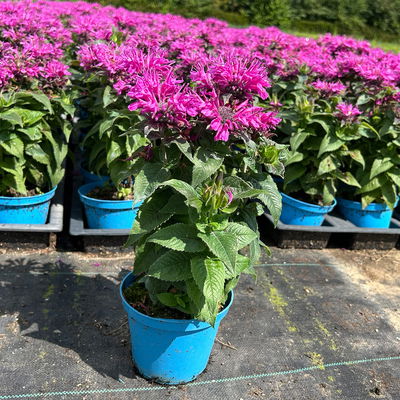 Bio Indianernessel violett, Topf 11x11 cm, 3 Pflanzen