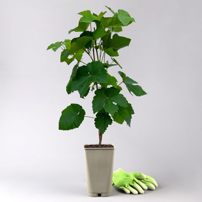 Kernlose Tafeltraube 'Vanessa®'