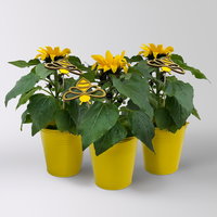 Sonnenblume, Topf-Ø 13 cm, in Zinkübertopf inkl. Stecker, 3 Pflanzen