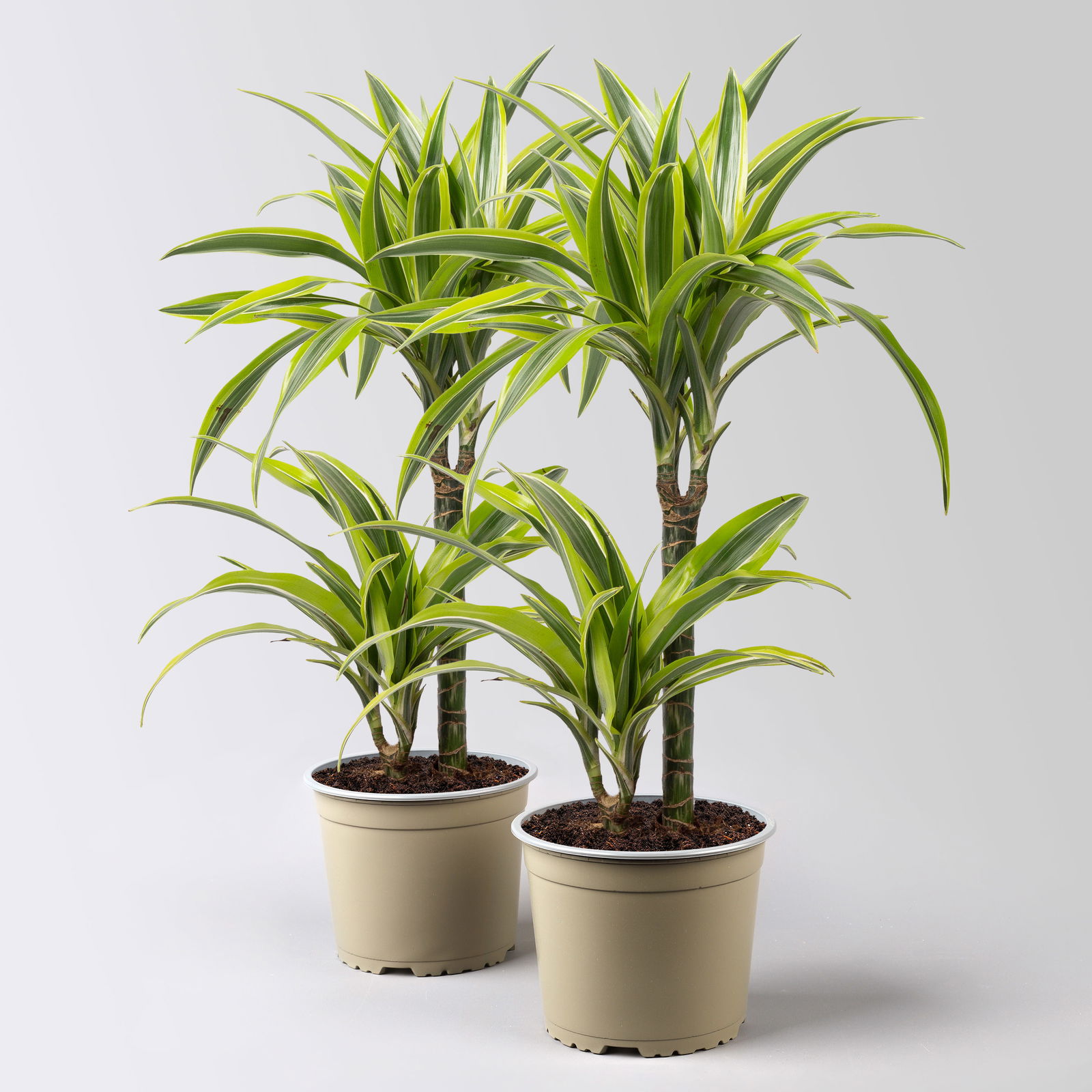 Duftender Drachenbaum 'Lemon Lime', 2er Tuff, Topf-Ø 17 cm, 2 Pflanzen