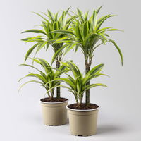 Duftender Drachenbaum 'Lemon Lime', 2er Tuff, Topf-Ø 17 cm, 2 Pflanzen