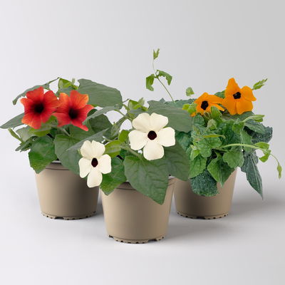 Schwarzäugige Susanne, Farben zufällig, Topf-Ø 13 cm, 3 Pflanzen