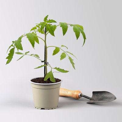 Stabtomate 'Starlias® Choco (Kakao)', veredelt, Topf-Ø 12 cm, 3 Pflanzen
