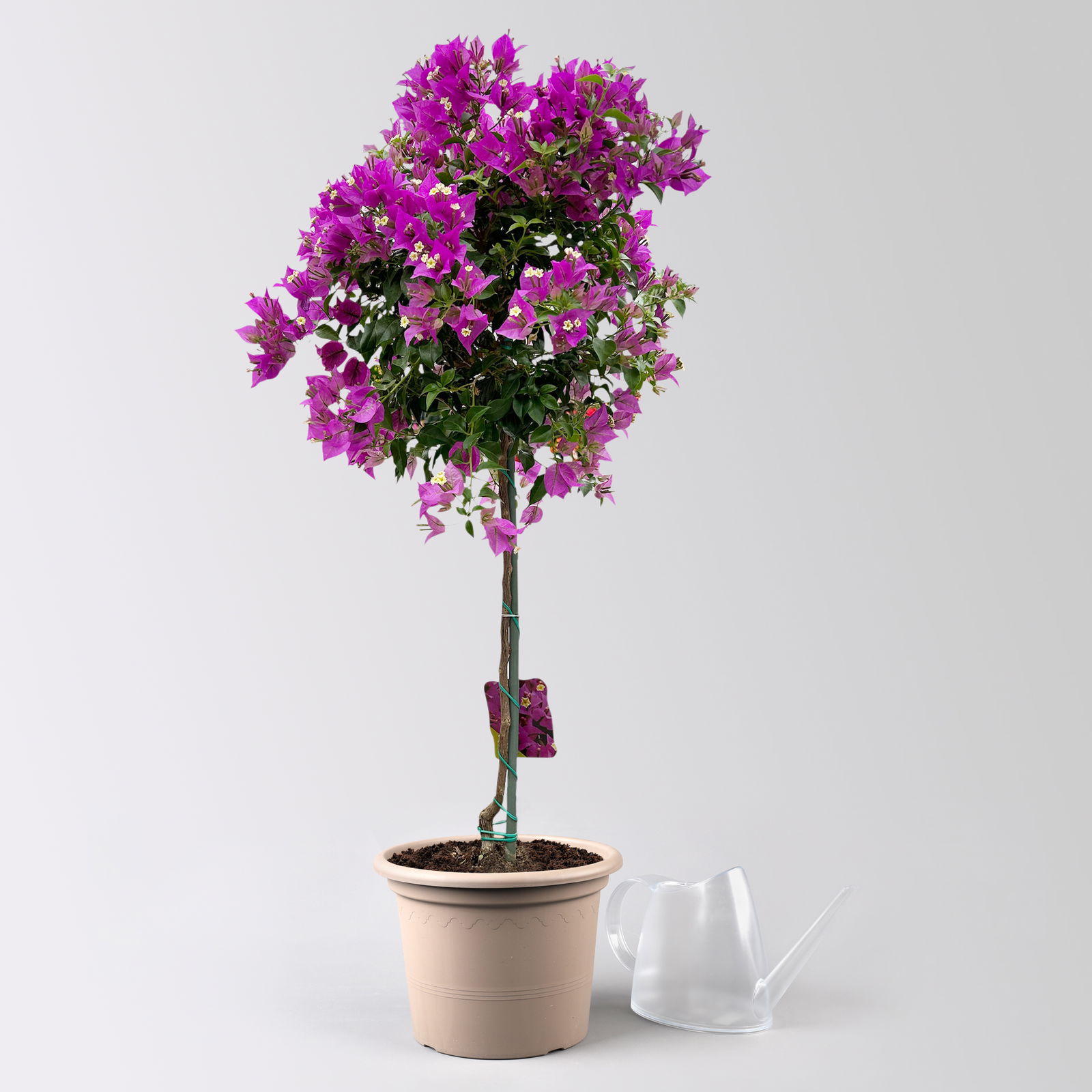 Bougainvillea 'Alexandra', Stamm, Topf-Ø 21 cm, Höhe ca. 90 cm