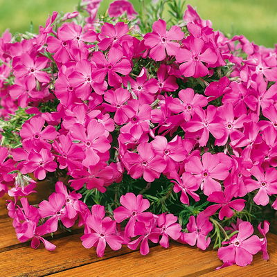 Kölles Beste Phlox subulata 'McDaniel's Cushion' rosa, 3 Liter Topf