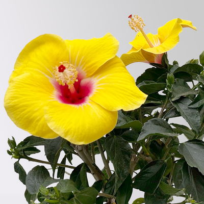 Hibiskus, gelb, Busch, Topf-Ø 17 cm, 2 Pflanzen