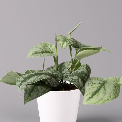 Scindapsus pictus 'Trebie' in Keramiktopf Dallas weiß, Topf-Ø 12 cm