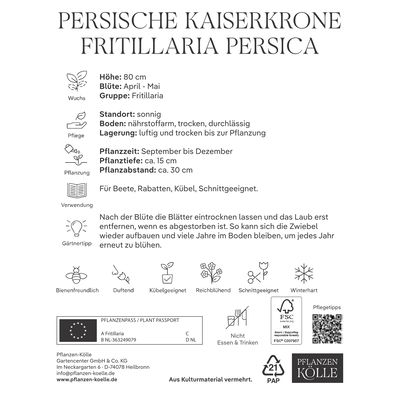 Schachblume (Fritillaria Persica) purpur-schwarz, 1 Blumenzwiebel Schachblume (Fritillaria Persica) purpur-schwarz, 1 Blumenzwiebel