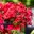 Pentas