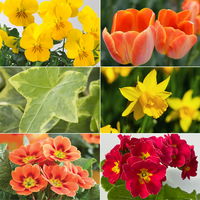 Pflanzenkreation Frühlingskick, 12 Pflanzen inkl. Erde