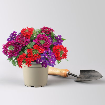 Eisenkraut 'Trio', rot-blau-purple, Topf-Ø 12 cm, 3 Pflanzen