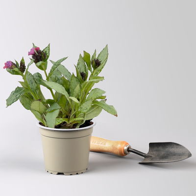 Bio Lungenkraut 'Silver Bouquet', rosa-blau, Topf-Ø 12 cm, 3 Pflanzen Bio Lungenkraut 'Silver Bouquet', rosa-blau, Topf-Ø 12 cm, 3 Pflanzen