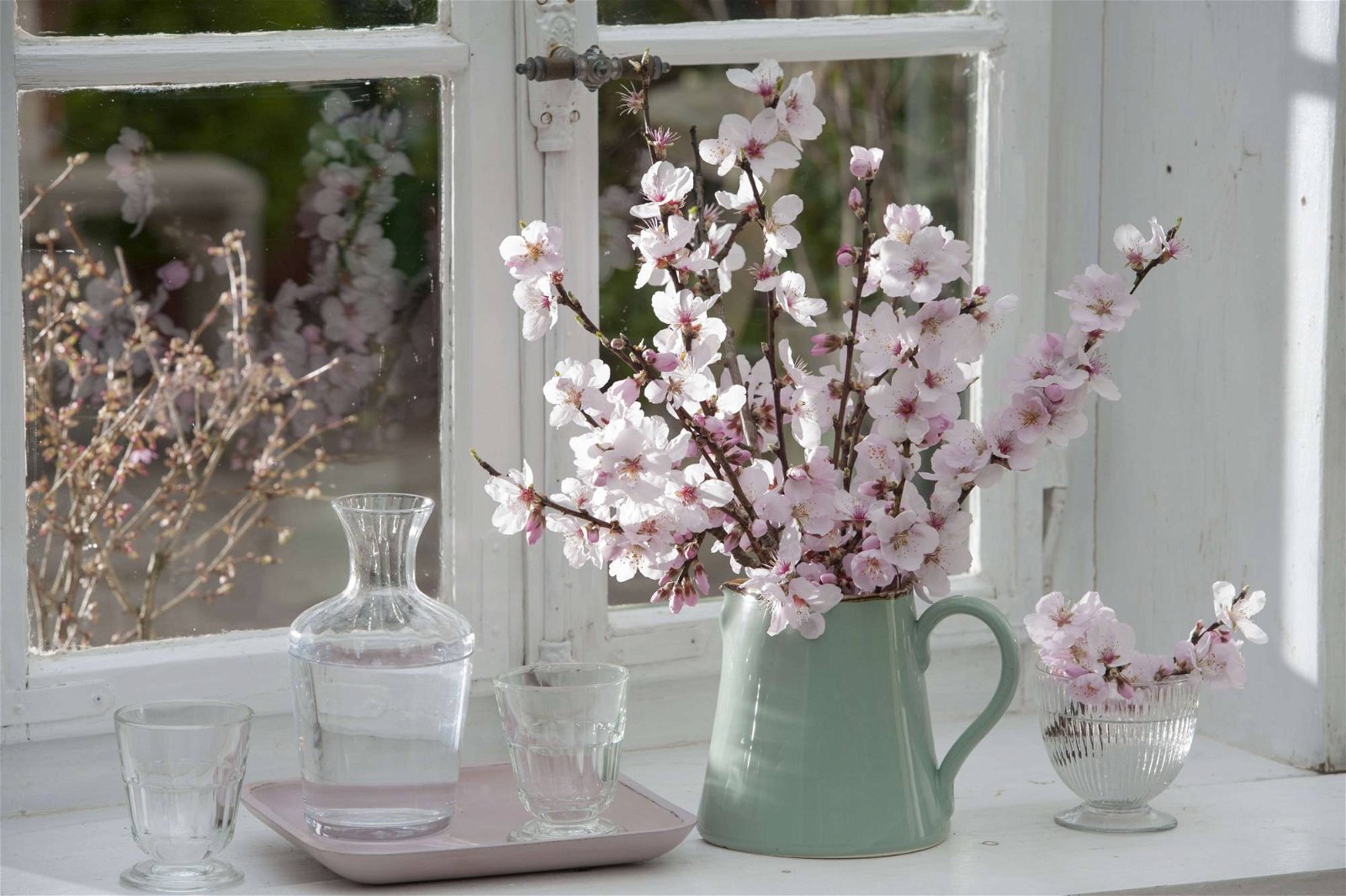 Barbarazweig mit rosa Blüten in Vase