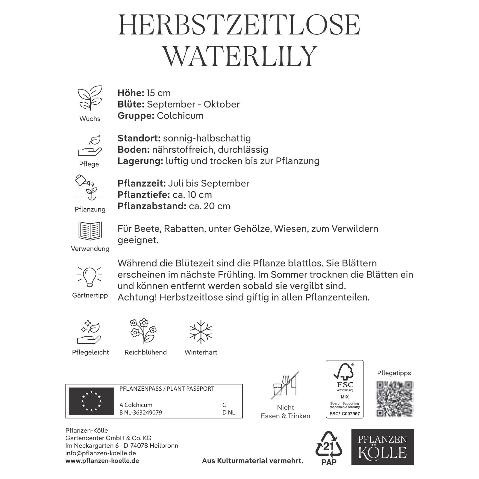 Herbstzeitlose (Colchicum Waterlily) rosa, 1 Blumenzwiebel
