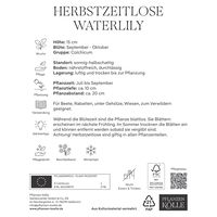 Herbstzeitlose (Colchicum Waterlily) rosa, 1 Blumenzwiebel