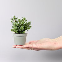 Hebe Mini, Mix zufällig, Topf-Ø 6,5 cm, 12 Pflanzen Hebe Mini, Mix zufällig, Topf-Ø 6,5 cm, 12 Pflanzen