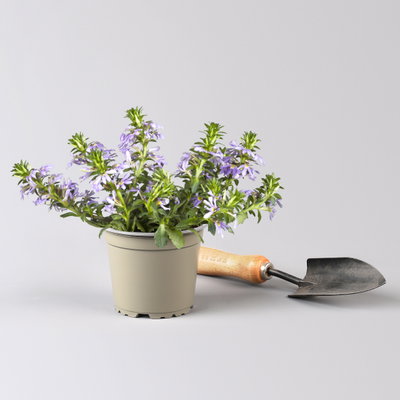 Pflanzenkreation Bunter Sommer, groß, 6 Pflanzen inkl. Erde und Dünger Pflanzenkreation Bunter Sommer, groß, 6 Pflanzen inkl. Erde und Dünger