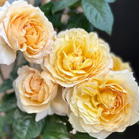 Duftende Edelrose 'Capri'®, orange-aprikot, Topf 5 Liter