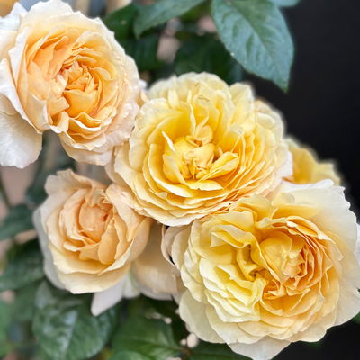 Duftende Edelrose 'Capri'®, orange-aprikot, Topf 5 Liter, 4 Pflanzen