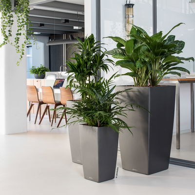 Lechuza 'Cubico 50', anthrazit, ca. 50 x 50 x H 95 cm