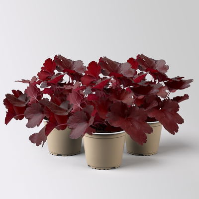 Bio Purpurglöckchen 'Fire Alarm', rot, Topf-Ø 12 cm, 3 Pflanzen Bio Purpurglöckchen 'Fire Alarm', rot, Topf-Ø 12 cm, 3 Pflanzen