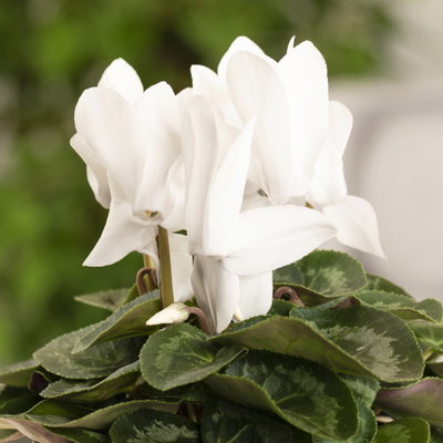 Grabbepflanzung Herbst weiß-lila, 12 Pflanzen Grabbepflanzung Herbst weiß-lila, 12 Pflanzen