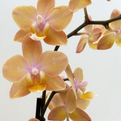 Duft Phalenopsis 'Fresh', lachs, Topf-Ø 12 cm, im Übertopf mit Grußkarte