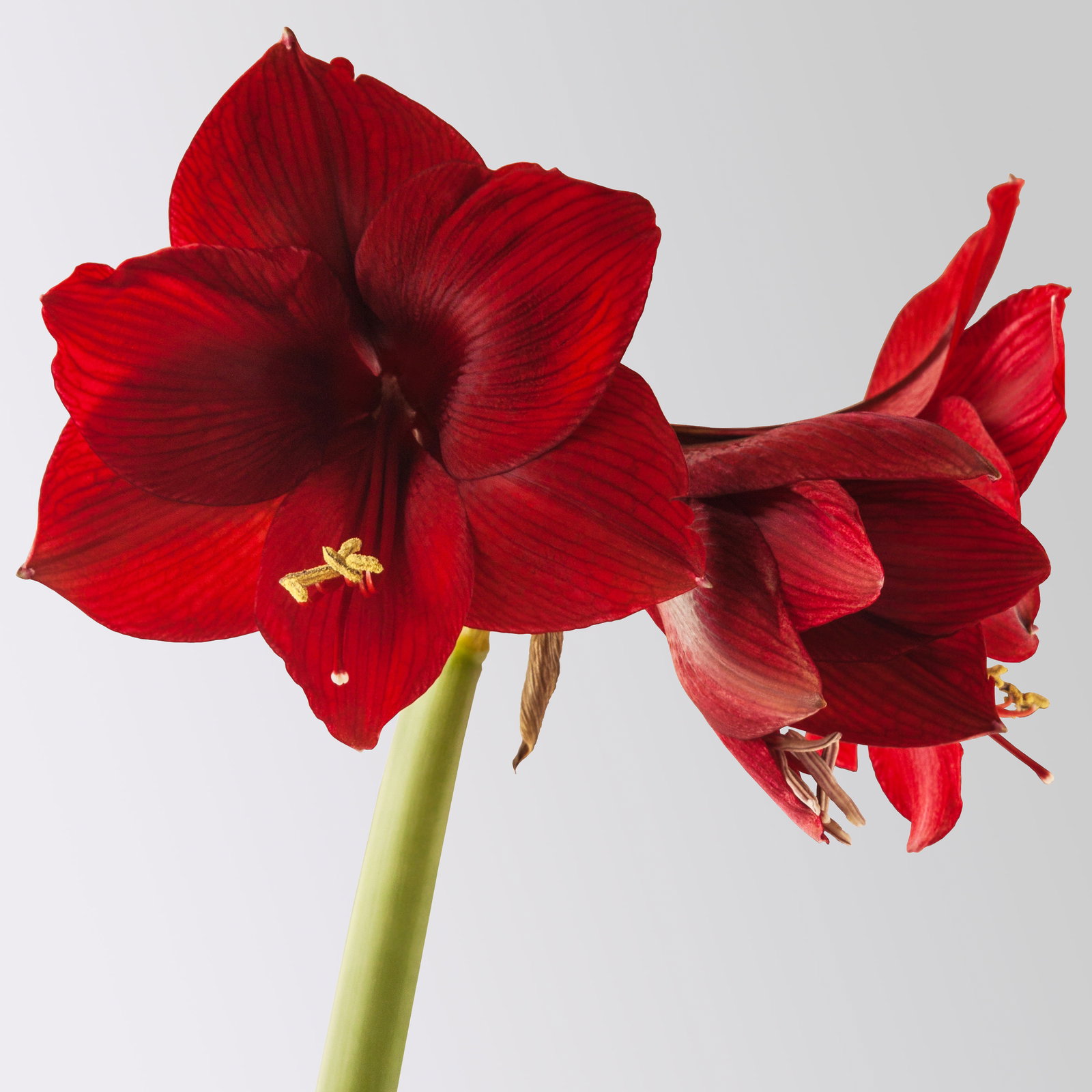 Amaryllis in Wachs XL, Dekor 'Basic Red', Blüte dunkelrot, 2 Pflanzen Amaryllis in Wachs XL, Dekor 'Basic Red', Blüte dunkelrot, 2 Pflanzen