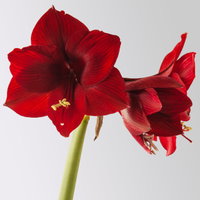 Amaryllis in Wachs XL, Dekor 'Basic Red', Blüte dunkelrot, 2 Pflanzen Amaryllis in Wachs XL, Dekor 'Basic Red', Blüte dunkelrot, 2 Pflanzen