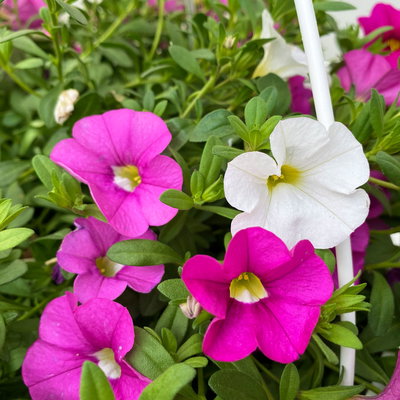 Zauberglöckchen 'Pink Paradise', rosa-pink-weiß, Ampeltopf-Ø 27 cm