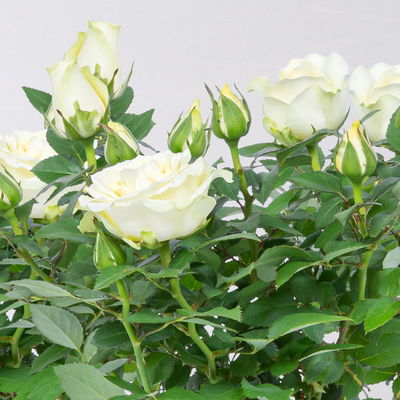 Rose 'Pearl Kordana® Grande', reinweiß, Topf-Ø 10,5 cm, 3 Pflanzen
