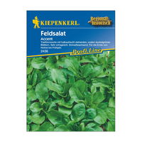 Saatgut, Feldsalat 'Accent'