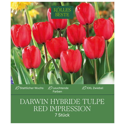 Darwin Hybride Tulpen Red Impression rot, 7 Blumenzwiebeln