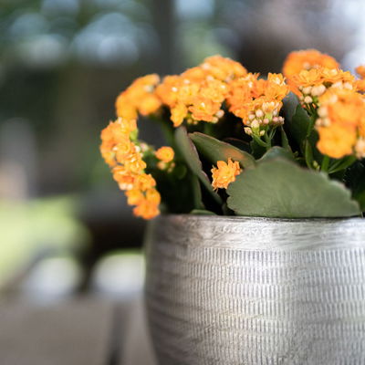 Kölle Pflanzgefäß 'Rowen', silber, ca. Ø 31 x H 28 cm