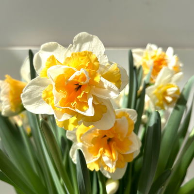 Narzisse 'Golden Pearl' gelb-hellgelb, vorgetrieben, Topf-Ø 15 cm, 3 Pflanzen Narzisse 'Golden Pearl' gelb-hellgelb, vorgetrieben, Topf-Ø 15 cm, 3 Pflanzen
