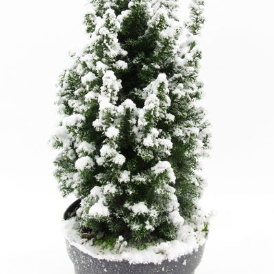 Kegelzypresse 'Top Point', weiß beschneit, Topf-Ø 19 cm, 2 Pflanzen