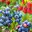 Set aus Beeren