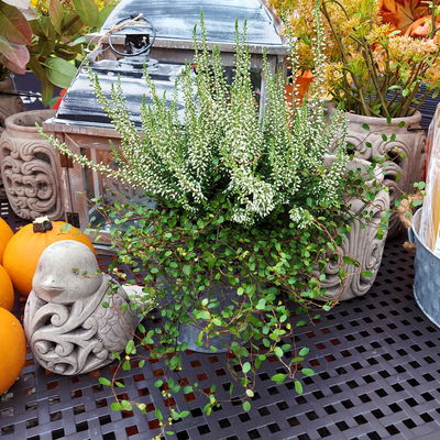 Knospenheide & Mühlenbeckia Duo, weiß, Topf-Ø 13 cm, 6 Pflanzen Knospenheide & Mühlenbeckia Duo, weiß, Topf-Ø 13 cm, 6 Pflanzen