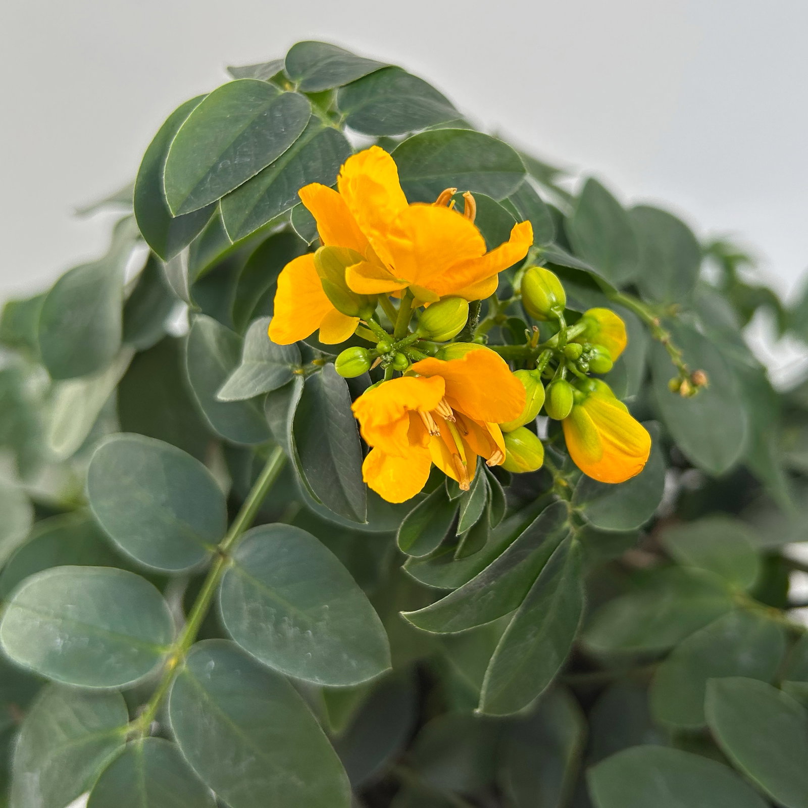 Gewürzrinde, gelb, Topf-Ø 17, 2 Pflanzen