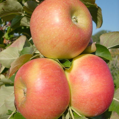 Kölle Bio Säulenapfel 'Rhapsodie'Ⓢ, Unterlage MM 111,  Topf 10 Liter