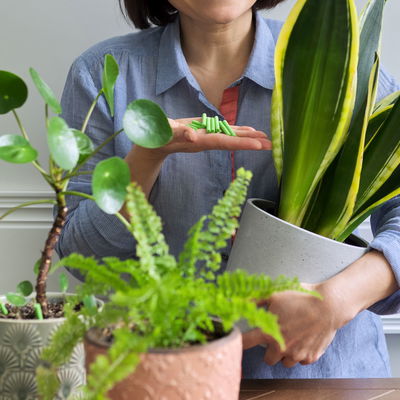 Kölles Beste Düngestäbchen für Grünpflanzen & Palmen, 20 Stück Kölles Beste Düngestäbchen für Grünpflanzen & Palmen, 20 Stück