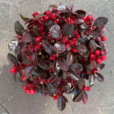 Scheinbeere rot gefärbt, Topf-Ø 13 cm, 6er-Set Scheinbeere rot gefärbt, Topf-Ø 13 cm, 6er-Set